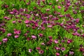 Garden full of petunias