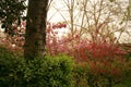 The garden is full of the vigour of springtime Royalty Free Stock Photo