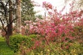 The garden is full of the vigour of springtime Royalty Free Stock Photo