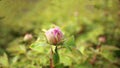 The garden is full of the vigour of springtime Royalty Free Stock Photo