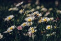 Garden full of white dancers in the form of Bellis perennis bending and dancing in the wind on a sunny spring day. Common daisy,