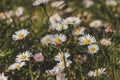 Garden full of white dancers in the form of Bellis perennis bending and dancing in the wind on a sunny spring day. Common daisy,