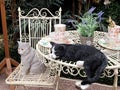 Garden Furnitire and Cats