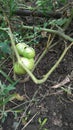 Grow a bush with a big green tomato Royalty Free Stock Photo