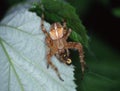 Garden garden spider on leaf