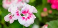 Garden Geranium Flowers Closeup. White and pink flowers. Space for text Royalty Free Stock Photo