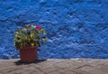 Garden geranium plant in pot with blue concrete wall in the background