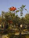 Garden of Gethsemane with flower