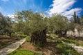 Garden of Gethsemane, Jerusalem, Israel