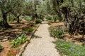 The Garden of Gethsemane in Jerusalem, Israel Royalty Free Stock Photo