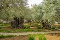 Garden of Gethsemane, Mt of Olives, Israel Royalty Free Stock Photo