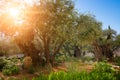 Garden of Gethsemane olive orchard. Royalty Free Stock Photo