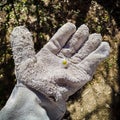Garden glove holding a flower