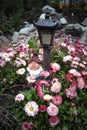 Garden gnome in blooming daisies Royalty Free Stock Photo