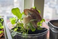 A garden gnome among the flowers. A small bearded dwarf in a straw hat sits in a vegetable seedling.