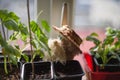 A garden gnome among the flowers. A small bearded dwarf in a straw hat sits in a vegetable seedling.