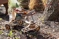 Garden gnome riding a four wheel old rusty kids bicycle Royalty Free Stock Photo