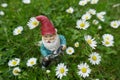 Garden Gnome with watering can stands on a meadow between daisies