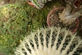 Garden: golden ball cactus and greenhouse plants