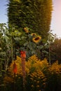 Garden in the golden sunshine