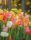 A Garden of Good Morning Tulips Set Against the Trees in the Park