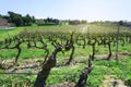 Garden of grape fruit`s trunk in vineyard springtime after harvest season, grapevines for produce the wine planting in a vinery