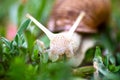 Garden, grape snail eats grass Cepaea hortensis, Helix pomatia, burgundy snail, edible snail, snails. Habitat.