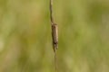 Garden grass veneer moth, Chrysoteuchia culmella, resting on a blade of grass as it sways in the light wind on a sunny day, scotla