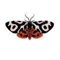 Garden or great tiger moth. Night butterfly with ornamented red wings. Exotic patterned insect. Lepidoptera animal