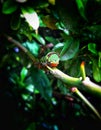 A green caterpillar caught on a branch