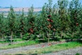 Garden with green apple trees. Red apples hang on the branches. Royalty Free Stock Photo