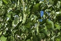 Garden Green Beams Plant Vegetable