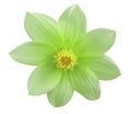 Garden green flower, white isolated background with clipping path. Closeup. Royalty Free Stock Photo