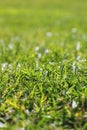 Garden green grass lawn macro perspective Royalty Free Stock Photo