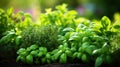 garden green healthy food herb