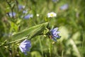 In the garden, a green locust sits on a chicory flower Royalty Free Stock Photo