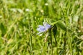 In the garden, a green locust sits on a chicory flower Royalty Free Stock Photo