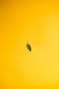 garden green pepper isolated on yellow background