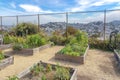 Garden with green plants on a wooden garden beds with a view of San Francisco suburbs in California Royalty Free Stock Photo