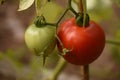 Green and Red Tomatos Hanging on a Vine Royalty Free Stock Photo