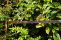 Garden Greenfinch and Rosebush