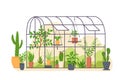 Garden greenhouse. Glass botanical orangery house with cactus and tropical cultivated plants in pots. Cartoon greenery