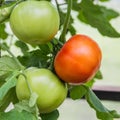 In the garden in the greenhouse, large tomatoes, red and green, hang on a branch