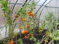 In the garden greenhouse, ripening green tomatoes on the branch of a Bush plant. tomate in the garden. Royalty Free Stock Photo