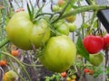 In the garden greenhouse, ripening green tomatoes on the branch of a Bush plant. tomate in the garden. Royalty Free Stock Photo