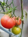 In the garden greenhouse, ripening green tomatoes on the branch of a Bush plant. tomate in the garden. Royalty Free Stock Photo