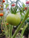 In the garden greenhouse, ripening green tomatoes on the branch of a Bush plant. tomate in the garden. Royalty Free Stock Photo