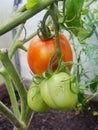 In the garden greenhouse, ripening green tomatoes on the branch of a Bush plant. tomate in the garden. Royalty Free Stock Photo