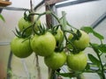 In the garden greenhouse, ripening green tomatoes on the branch of a Bush plant. tomate in the garden. Royalty Free Stock Photo