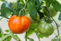 In the garden in the greenhouse, two large tomatoes are hanging on a branch: red and green Royalty Free Stock Photo